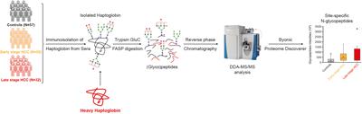 Discovery of a haptoglobin glycopeptides biomarker panel for early diagnosis of hepatocellular carcinoma